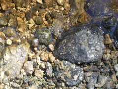 Pseudacris cadaverina