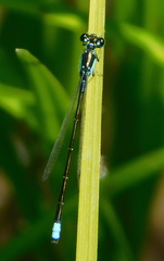Ischnura damula