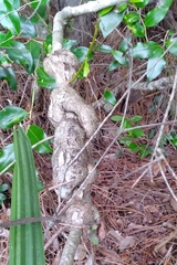 Agrobacterium radiobacter