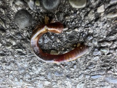 Lumbricus terrestris