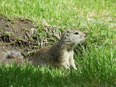 Urocitellus beldingi