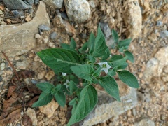 Solanum villosum