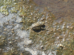 Pseudacris cadaverina