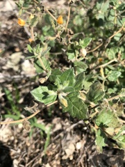 Mentzelia oligosperma