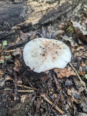 Amanita novinupta