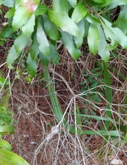 Agrobacterium radiobacter