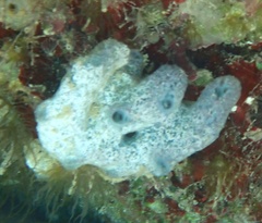 Haliclona caerulea