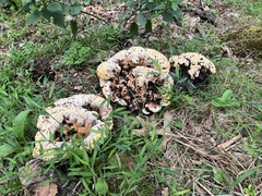 Pseudoinonotus dryadeus