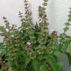 Ocimum carnosum
