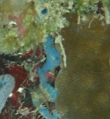 Haliclona caerulea