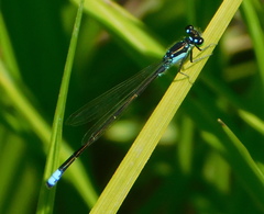 Ischnura damula