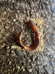 Lumbricus terrestris