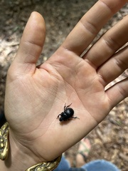 Geotrupes balyi