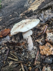Amanita novinupta