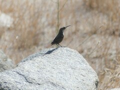 Salpinctes obsoletus