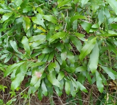 Agrobacterium radiobacter