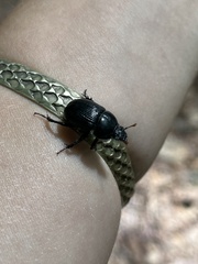 Geotrupes balyi