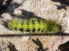 Automeris zephyria