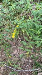 Solidago caesia