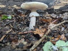 Amanita novinupta