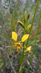 Diuris platichila