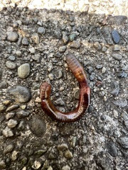 Lumbricus terrestris