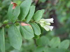 Symphoricarpos microphyllus