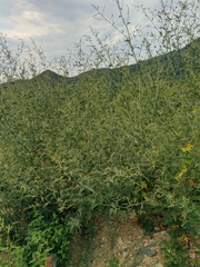 Atriplex aucheri