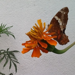 Anartia fatima