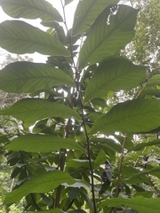 Asimina triloba