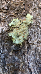 Ricasolia quercizans