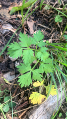 Petroselinum crispum