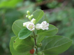 Symphoricarpos microphyllus