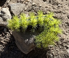 Automeris zephyria