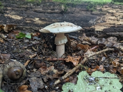 Amanita novinupta