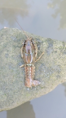 Faxonius virilis