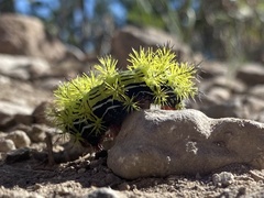 Automeris zephyria