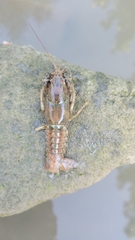 Faxonius virilis