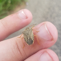 Euschistus variolarius