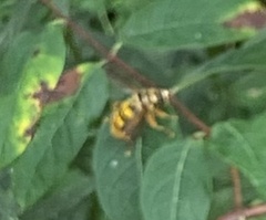 Milesia virginiensis