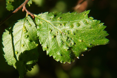 Aceria campestricola