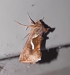 Macdunnoughia confusa