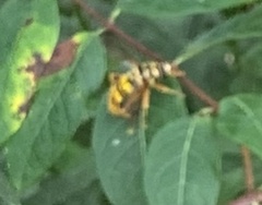 Milesia virginiensis