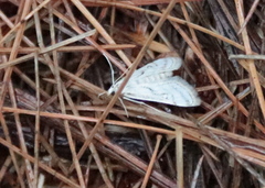 Parapoynx badiusalis