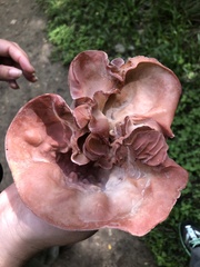 Auricularia fuscosuccinea
