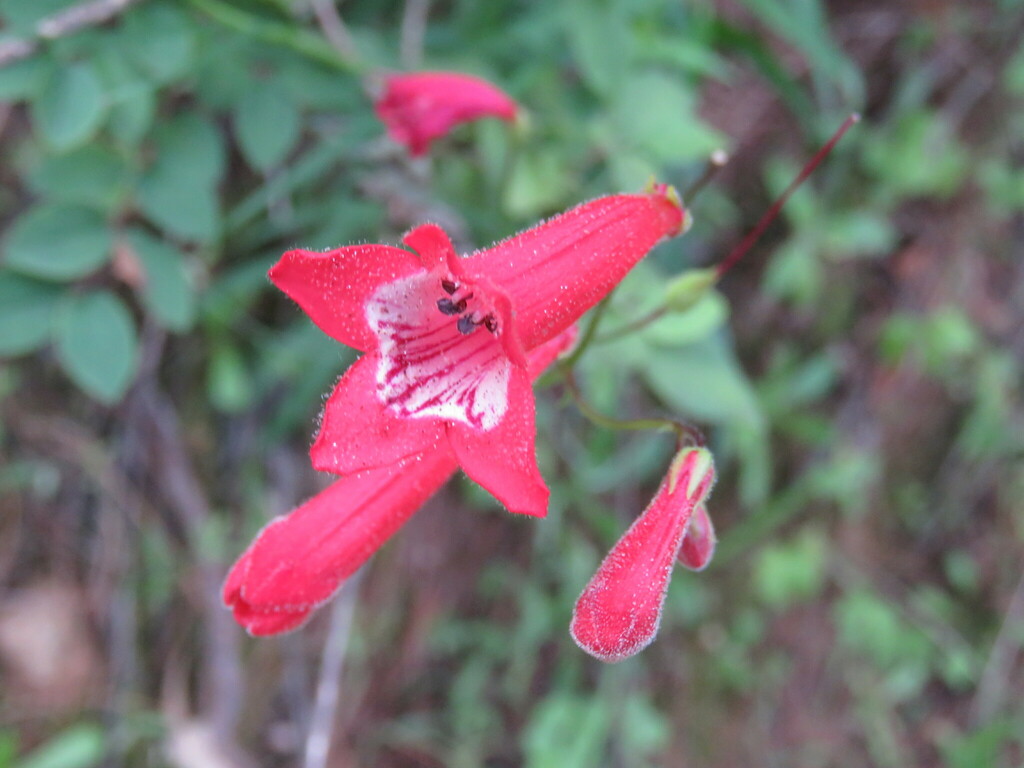 Penstemon miniatus apateticus from Ferreria de Tula, Jal., México on ...