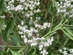 Cochliomyia