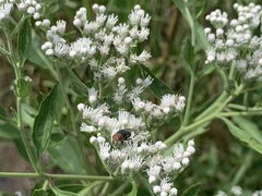 Cochliomyia