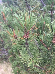 Pinus mugo