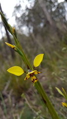 Diuris platichila